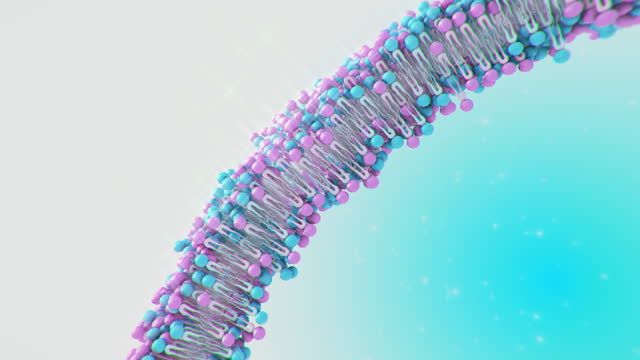 Cell Membrane structure