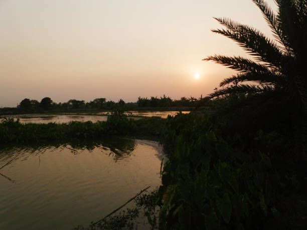 Scene at village pond at sunset, West Bengal