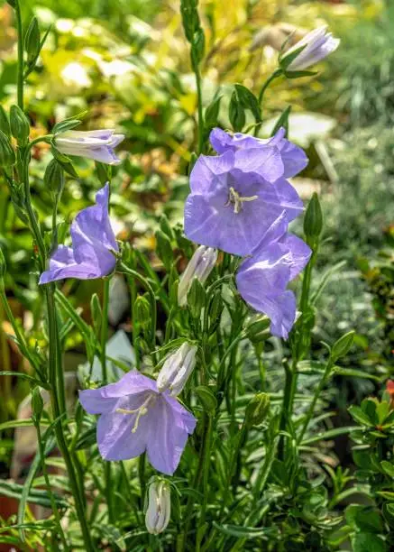 Blue peach-leaved bellflower on a background of green leaves on a sunny spring day