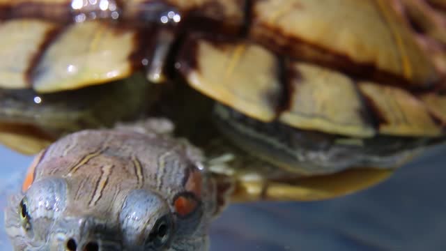 The muzzle of turtle looks sideways out of the water.