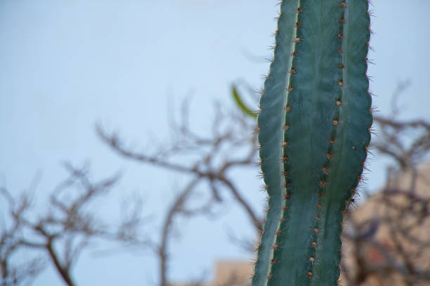 cactus in egypt closeup on a sunny day