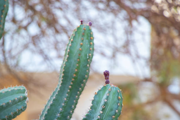cactus in egypt closeup on a sunny day