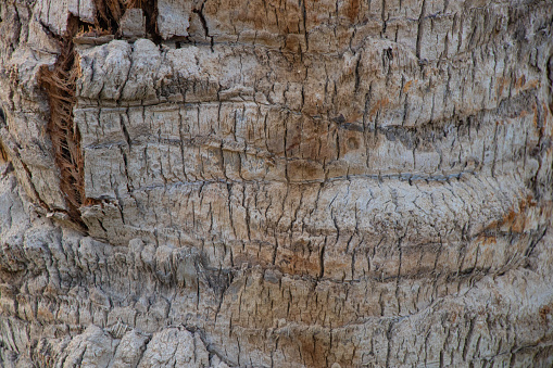 palm tree bark closeup as background