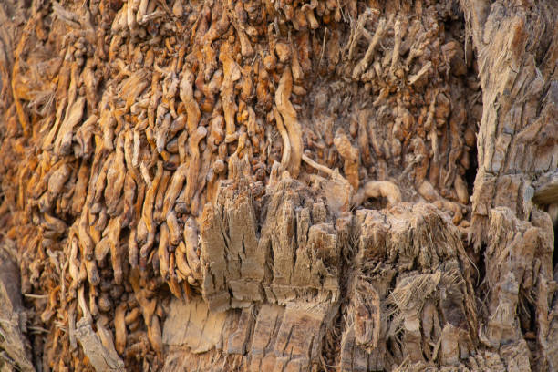 istock palm tree bark on a sunny day closeup as background 1496836602