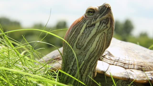 A trachemys turtle on the green grass. American freshwater turtle. The muzzle