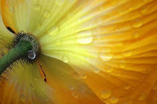 Beauty And Freshness In Nature, Yellow Poppy, Close- Up With Dew Drops And Black Thorns, Perfectly Using For All Topics With Beauty, Wellbeing, Relaxation, Health, Wealth...
