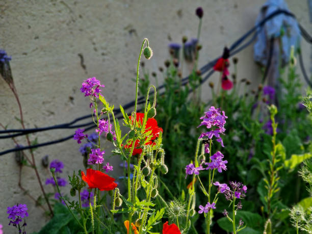 istock consolida orientalis An annual herb, up to 100 cm tall, with linear to linear-lanceolate leaves and with a violet blue inflorescence in the grape.sunrise, sunlight 1496838204