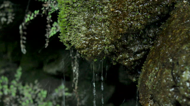 Close-up of waterfall flowing from moss covered rock in forest