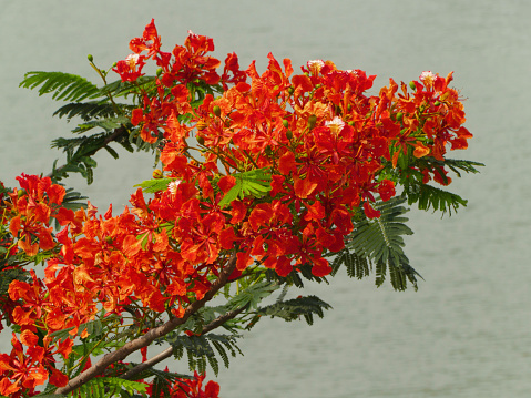 Royal poinciana Plant