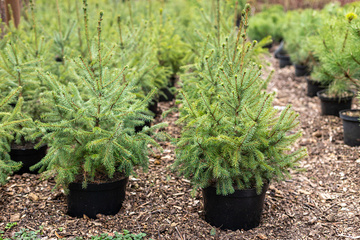 Rows of young conifers in greenhouse with a lot of plants on plantation, front view.