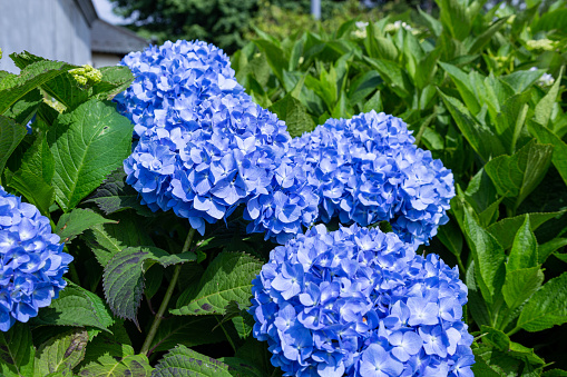 View of hydrangea flowers in the garden on a sunny day.