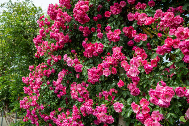istock Angela roses in a beautiful cup blooming rose garden. 1496840397