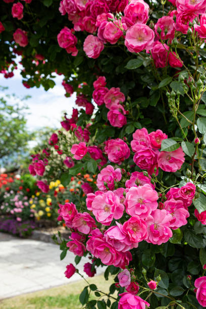 istock Angela roses in a beautiful cup blooming rose garden. 1496840427