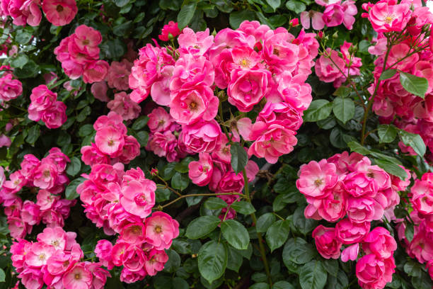 istock Angela roses in a beautiful cup blooming rose garden. 1496840478