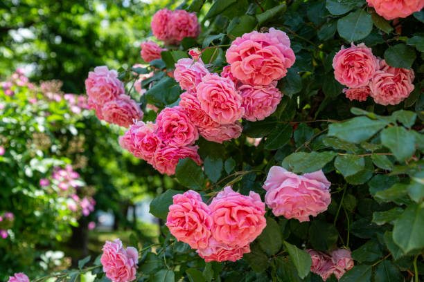 istock Beautiful pink color rose bloomed in garden. 1496840628