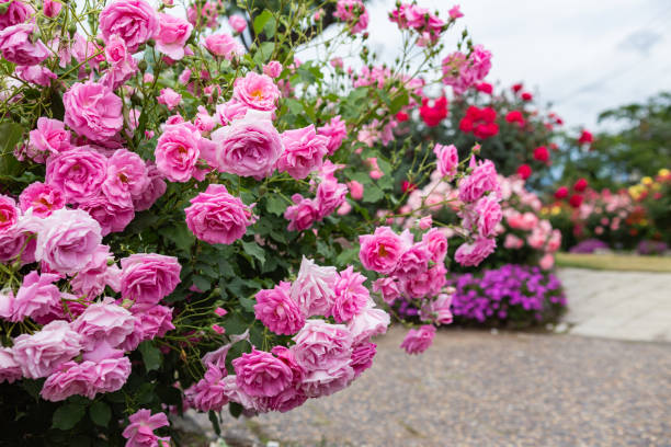 istock Beautiful pink color rose bloomed in garden. 1496840705