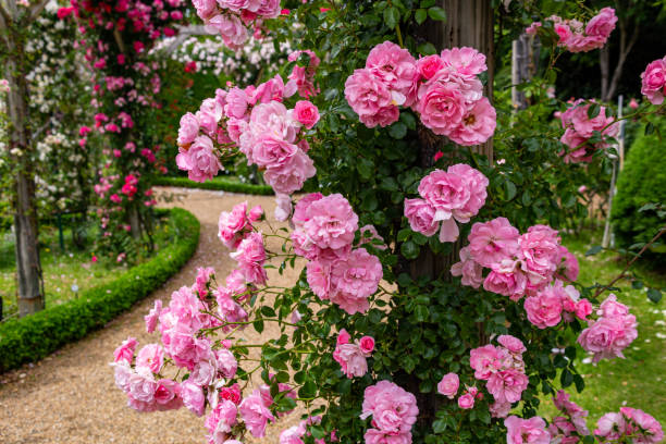 istock Beautiful pink color rose bloomed in garden. 1496840723