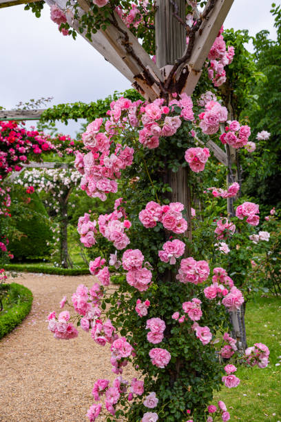istock Beautiful pink color rose bloomed in garden. 1496840747