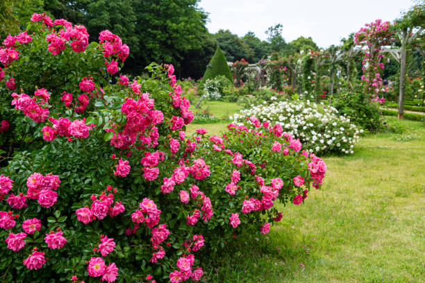 istock Beautiful pink color rose bloomed in garden. 1496840878