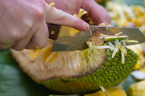 Close-up of a man hands was cutting ripe jackfruit while sitting in a garden. Fruit for health.