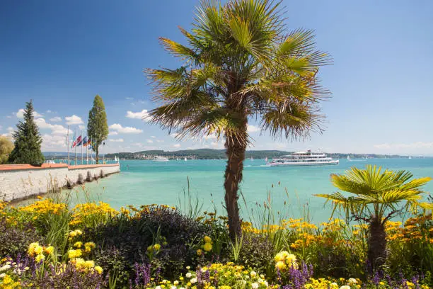 Palm trees with blooming flowers, spring, Mainau Island, Flower Island, Constance, Lake Constance, Baden-Württemberg, Germany, Europe