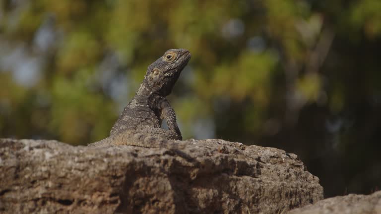 Dominant Male Hardun Agama Lizard Protecting Its Territory on Greek Islands