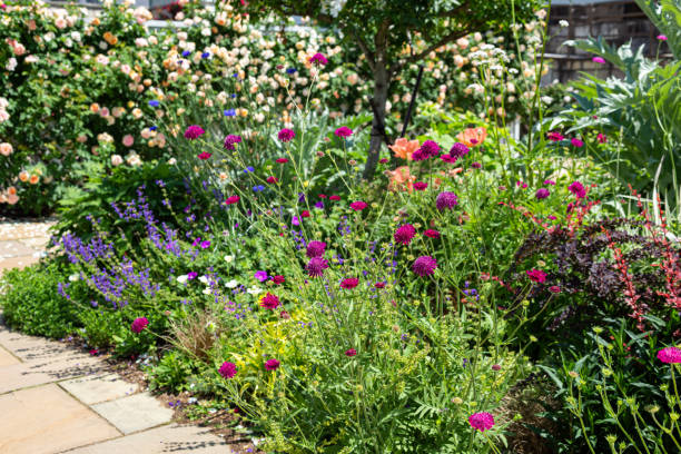 istock Scenery where various kinds of wildflowers are in full bloom. 1496842013