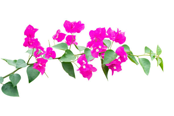 istock Pink flower plant isolated with clipping path 1496842085
