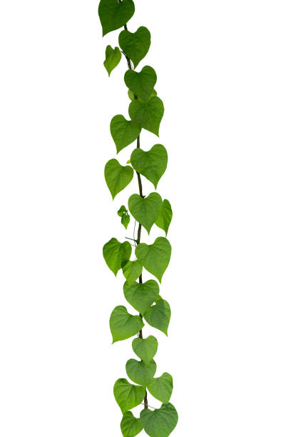 istock Green leaves plant ivy isolated with clipping path 1496842112