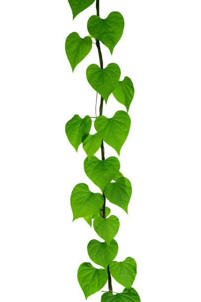 istock Green leaves plant ivy isolated with clipping path 1496842125
