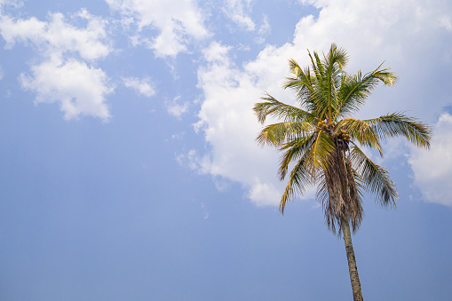 Palm trees under blue sky.