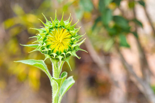 istock Close-up of green young sunflower bud before blooming. 1496842472