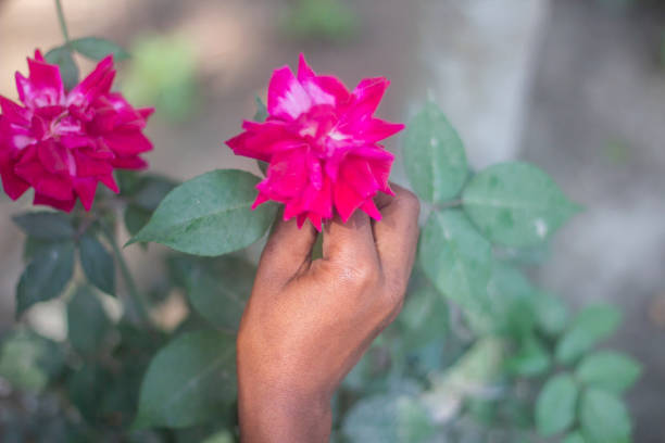 istock A human hand holding a red rose flower with tree and a background blur 1496843451