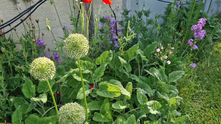 consolida orientalis An annual herb, up to 100 cm tall, with linear to linear-lanceolate leaves and with a violet blue inflorescence in the grape.sunrise, sunlight