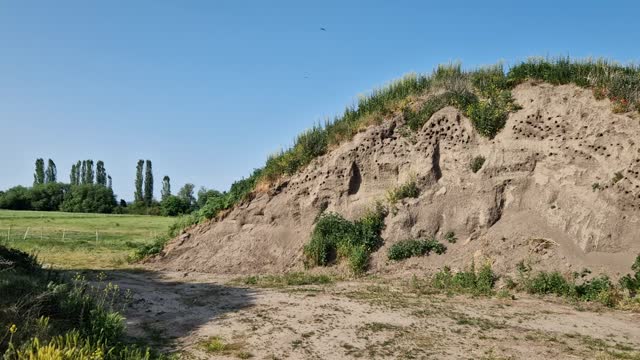 nesting colony in an old brickyard. a pile of earth is pierced by nest burrows in a steep cliff. the safe haven is a rare habitat for avifauna.