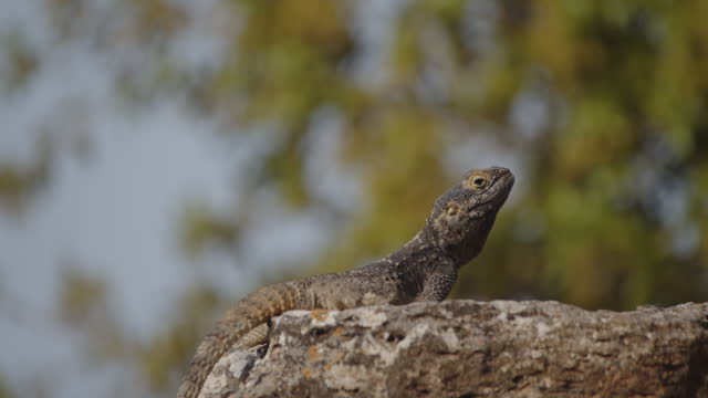 Hardun Agama Lizard Displaying Territorial Behaviour — Head Bobbing and Push ups