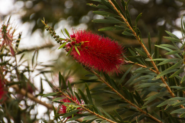 istock red blossom on a shrub in a resort on vacation in egypt 1496847007