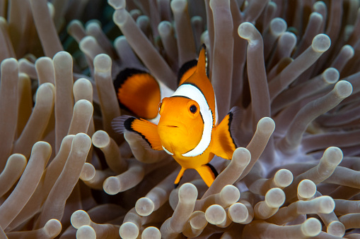 False Clown Anemonfish (Western Clownfish) - Amphiprion ocellaris living in an anemone. Underwater world of Tulamben, Bali, Indonesia.