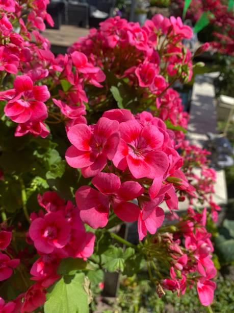 istock close up of pink geranium in garden 1496848420