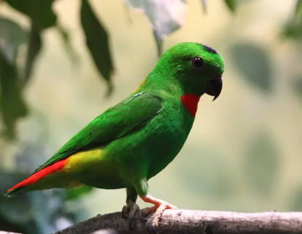 The blue-crowned hanging parrot (Loriculus galgulus) is a small mainly green parrot found in forested lowlands in southern Burma and Thailand, Malaya, Singapore, and Indonesia