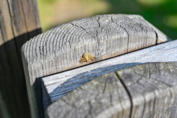 istock Small crab spider on wooden gate Lekeberg Sweden 1496849404