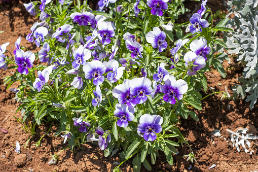 Viola cornuta twix white purple wing  pansy flowers