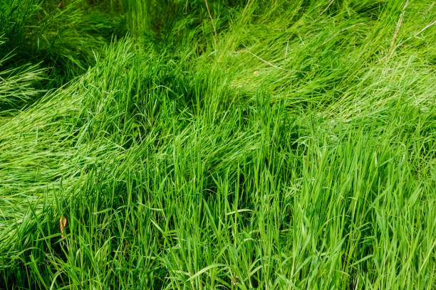 istock depressed fresh green grass after rain in a forest detail 1496850066