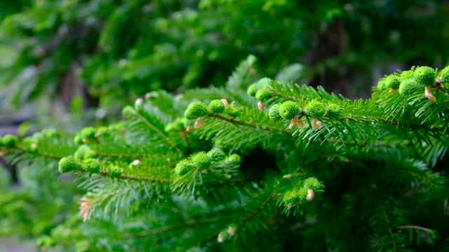 Branch tips and new buds of Urajiro fir, fresh green, early June in Kamikochi