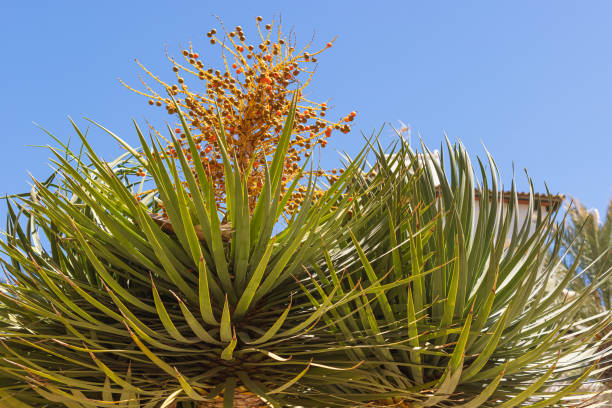 istock Palm berries in bloom. Blooming tropical tree. Exotic berry backgroun 1496851870