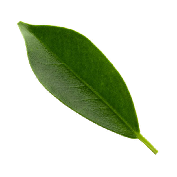 istock Small Green Leaves isolated on a white background. 1496852974