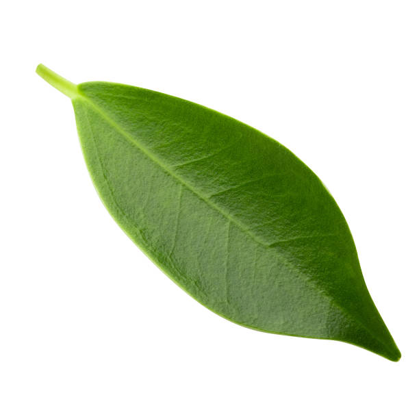 istock Small Green Leaves isolated on a white background. 1496852982