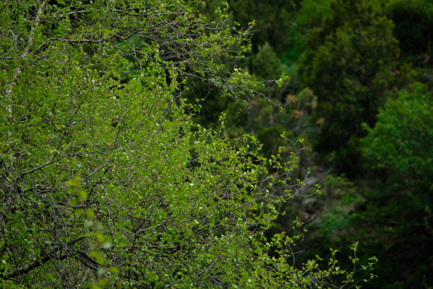 istock Young green leaves on the trees 1496853043