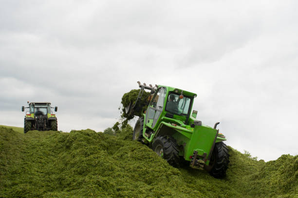 Silage two tractors drive on a mountain of grass
