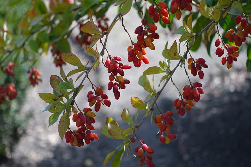 Pair of branches of common barberry with ripe and unripe berries in September